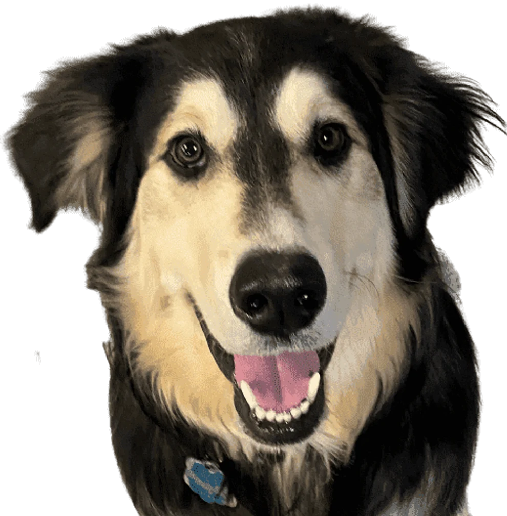 Dog training for all your needs private lessons and board and train programs available