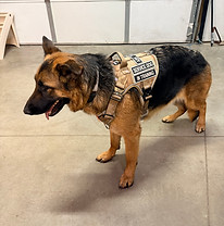 Service dog