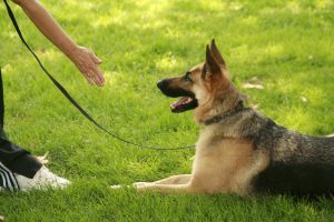 dog training classes Cheyenne Colorado