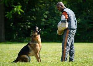 professional dog training Loveland CO